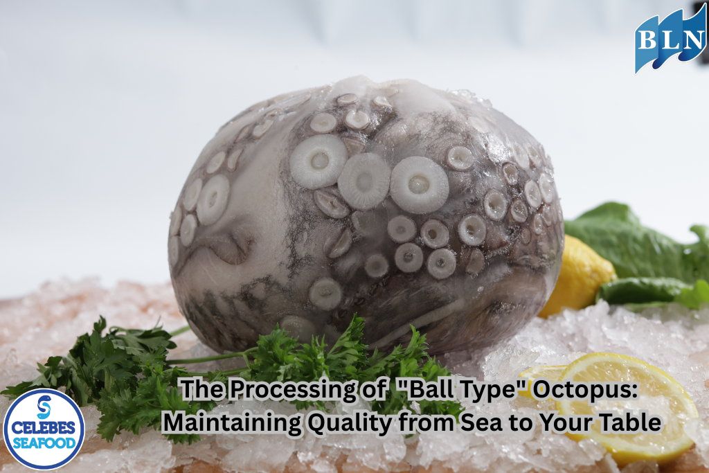 The Processing of Ball Type Octopus: Maintaining Quality from Sea to Your Table